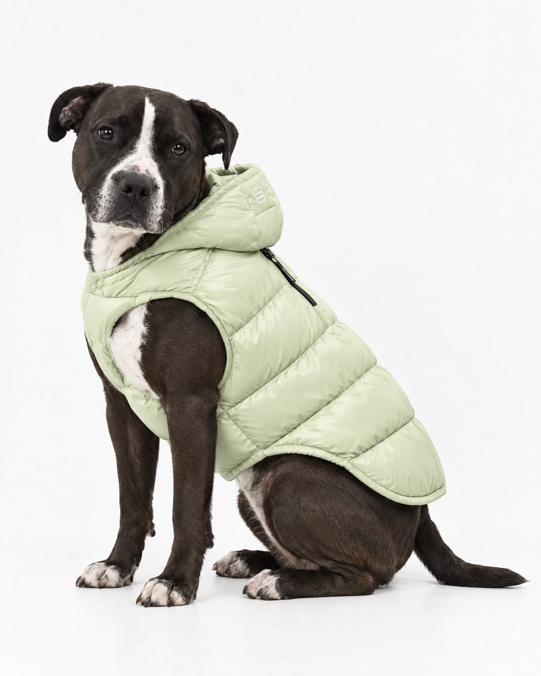 The matching pet coat. Imaginary AI-generated Aritzia x Reale Actives campaign.